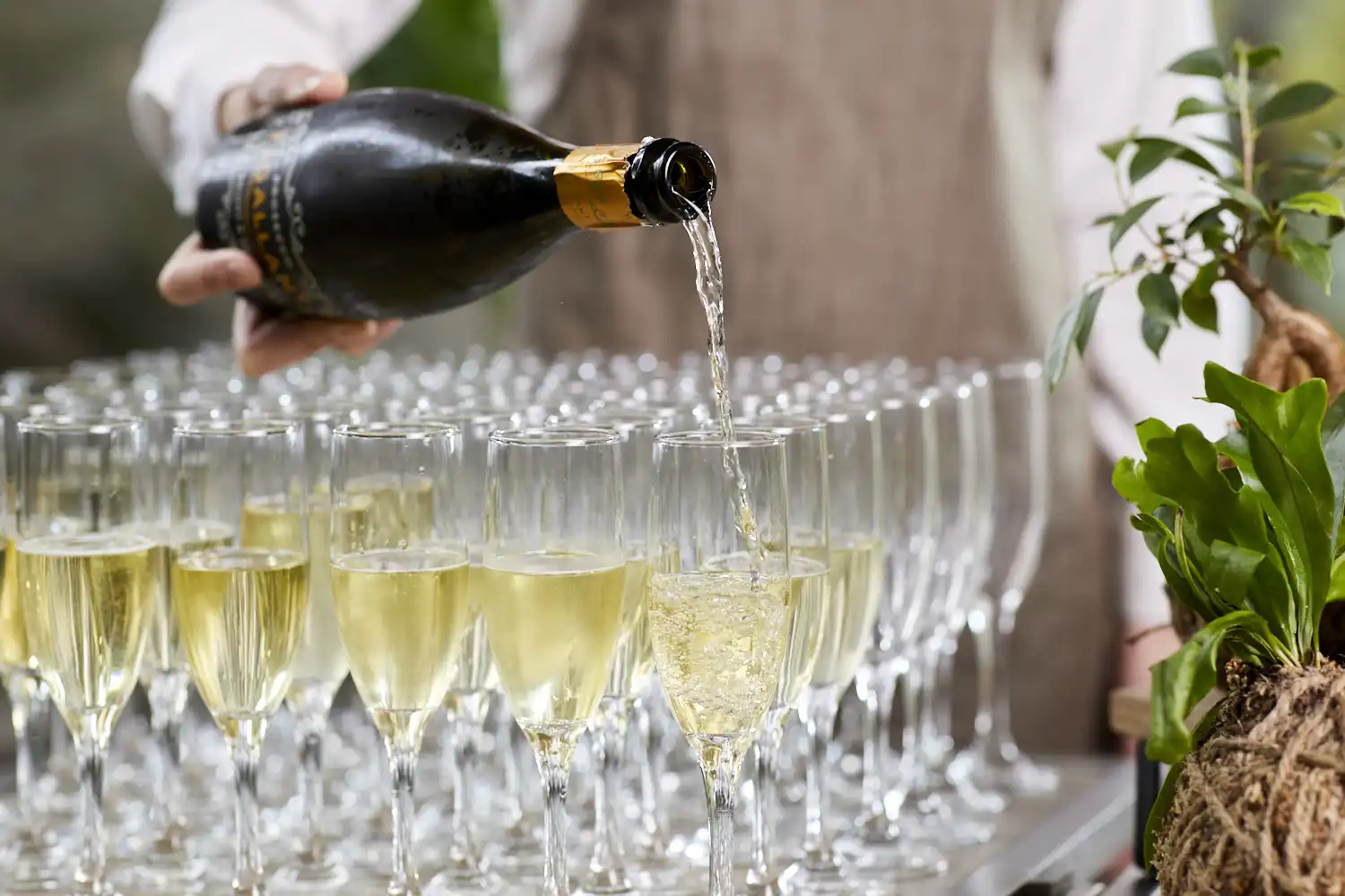 Perth Zoo wedding and event venue The Maali champagne service for guests