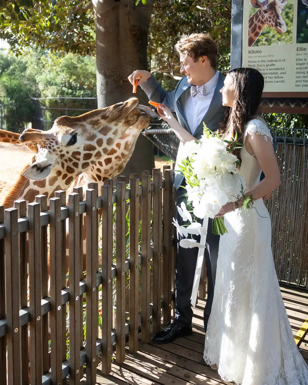 Wedding couple at The Maali feeding giraffe at Perth Zoo